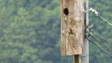 Oriental Dollarbird in nestbox