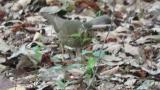 Foraging female Siberian Thrush