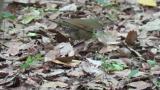 Foraging female Siberian Thrush