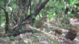 Female Siberian Thrush