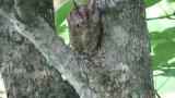 Resting Japanese Scops Owl