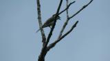 Perched Ashy Minivet, calling