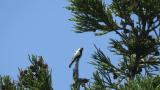 Singing Japanese Tit