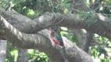 Fairy Pitta carrying food