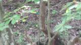 Fairy Pitta carrying food