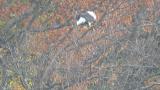 Steller's Sea Eagle eating a bird