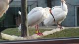 Preening Crested Ibises