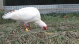 Foraging Crested Ibis