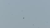 Common Terns and Little Terns in flight