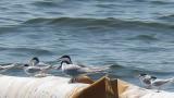 Common Terns balancing against wind