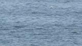 Common Tern in flight