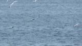 Common Terns and Little Terns in flight
