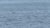 Common Terns and Little Terns in flight and returned back