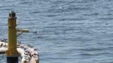Common Terns and Little Terns in flight and returned back