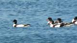 Common Shelducks
