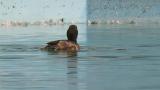 Baer's Pochard, diving
