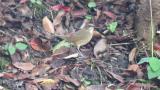 Female Siberian Rubythroat