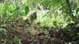 Foraging female Siberian Rubythroat