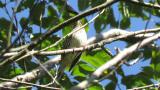 Little Bunting