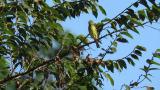 Japanese Yellow Bunting