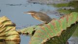 Black Bittern