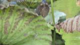 Black Bittern stretching neck