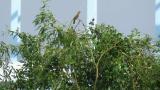 Perched Eurasian Wryneck