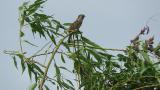 Perched Eurasian Wryneck and flight