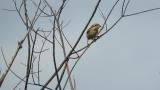 Calling Bull-headed Shrike