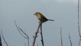 Perched Bull-headed Shrike