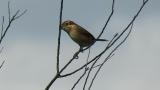 Calling Bull-headed Shrike