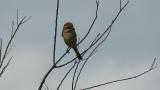 Perched Bull-headed Shrike