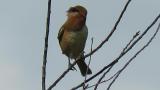 Perched Bull-headed Shrike