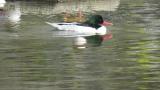 Male Scaly-sided Merganser