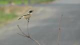 Desert Wheatear, subsong