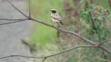 Desert Wheatear eating a worm