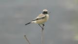Desert Wheatear