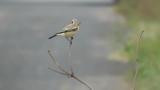 Desert Wheatear