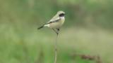 Desert Wheatear