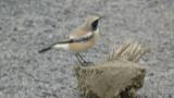 Desert Wheatear on the ground