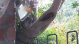 Daurian Redstart attacking mirror