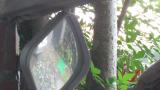 Daurian Redstart attacking mirror