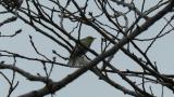 Preening Wood Warbler