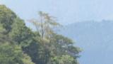 Golden Eagle in flight and perched.