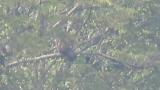 Perched Golden Eagle, preening