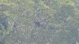Golden Eagle, pair on the perch.