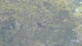 Golden Eagle, pair on the perch.