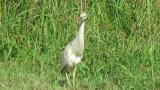Indian Pond Heron