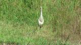 Indian Pond Heron, panting