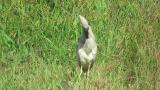 Indian Pond Heron, preening and foraging